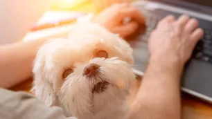 Managing change for our dogs in our changed world