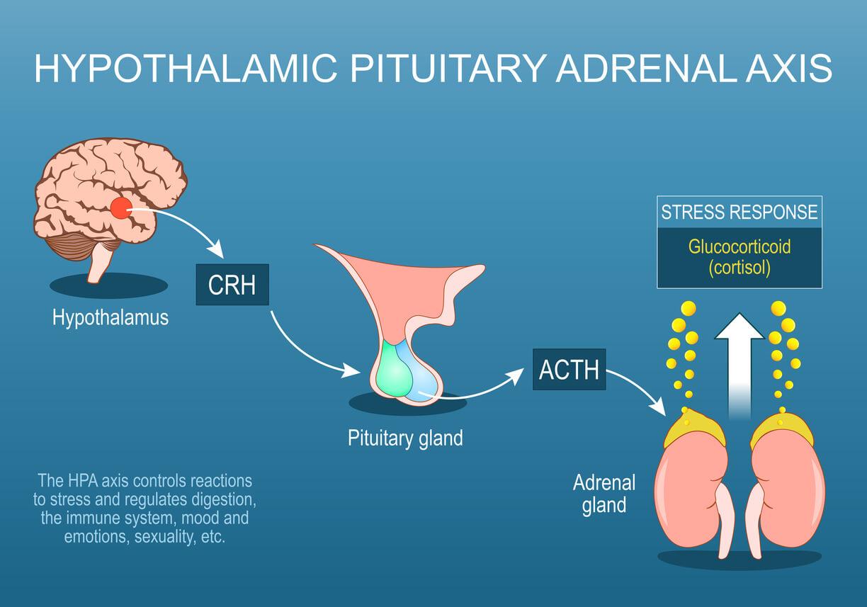 cpd-ADM-Protexin-hypothalamic-pituitary-adrenal-axis