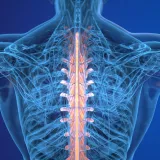 Vector Analysis of the Vertebral Column in the Sagittal Plane - Clinical Application to Vertebral Equilibrium