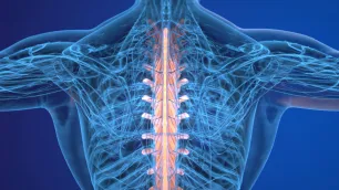 Vector Analysis of the Vertebral Column in the Sagittal Plane - Clinical Application to Vertebral Equilibrium
