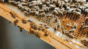 IEMT: Empowering Individuals to Overcome Bee and Wasp Phobias