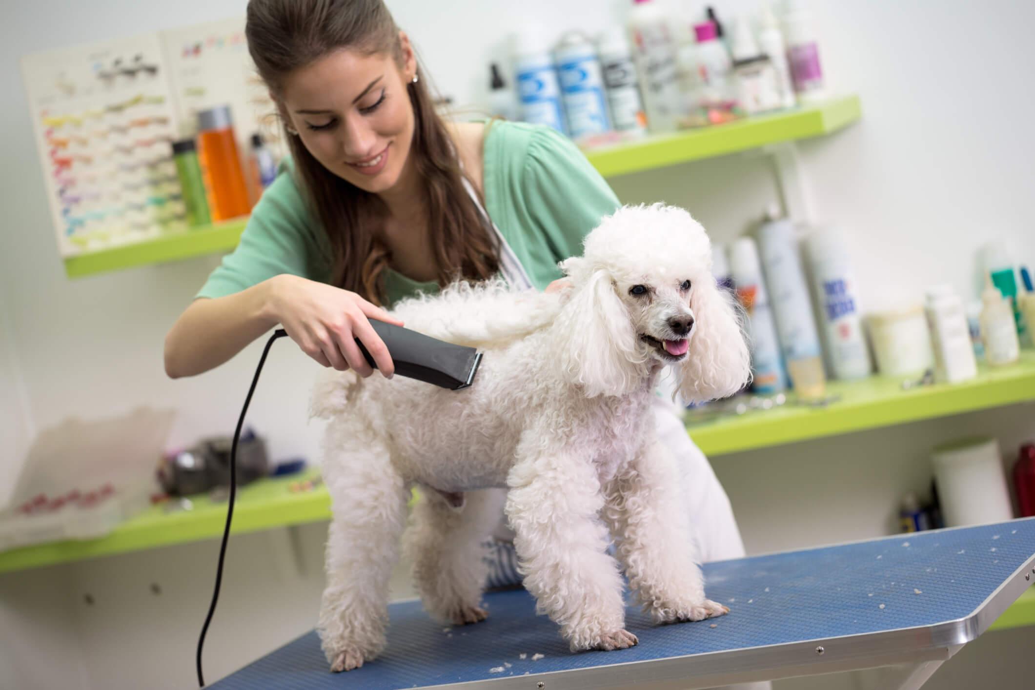 CPD courses for dog grooming
